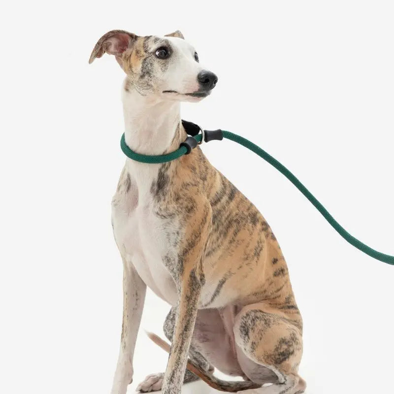 Petrkl CommandLead Dog P-style Leash.