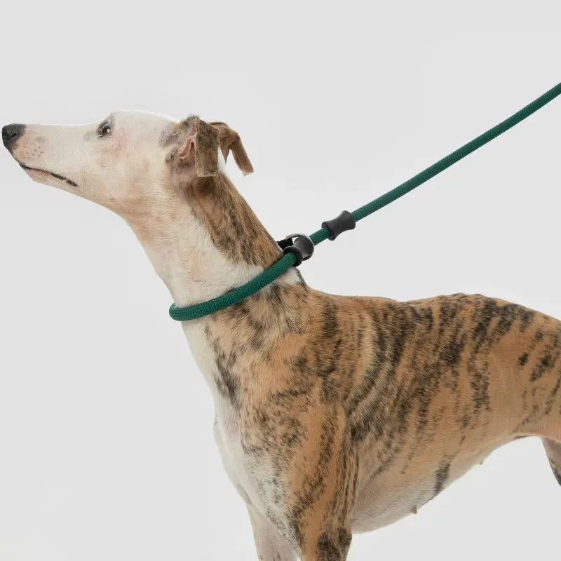 Petrkl CommandLead Dog P-style Leash.