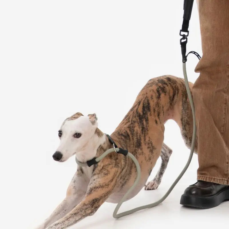 Petrkl CommandLead Dog P-style Leash.