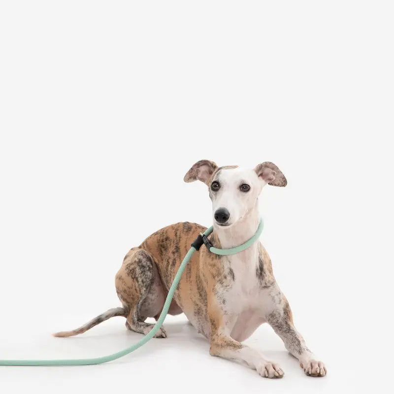 Petrkl CommandLead Dog P-style Leash.