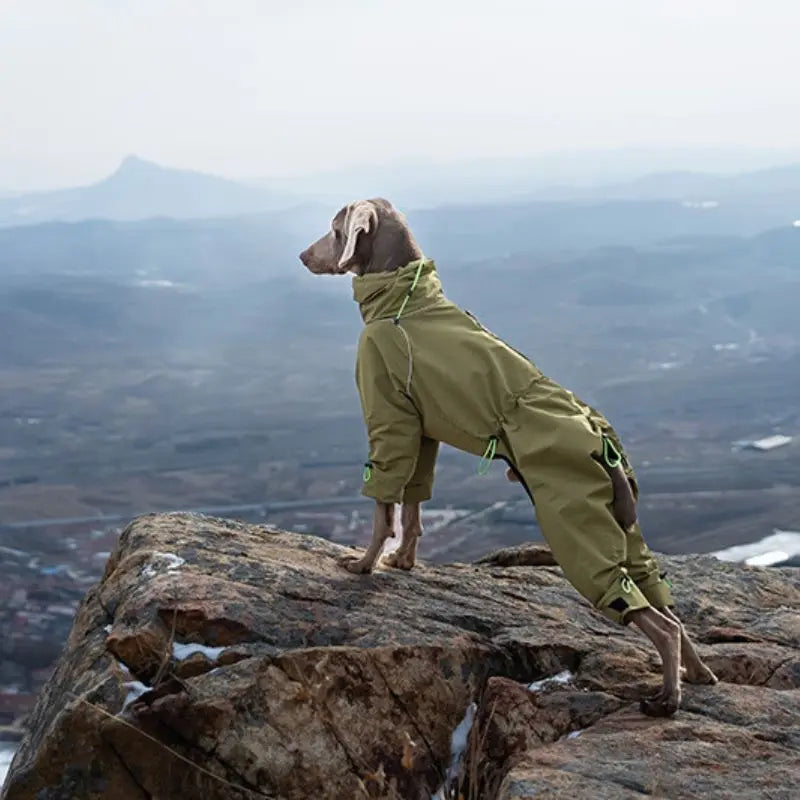 Petrkl™ Wind & Rain Large Dog Coat Petrkl