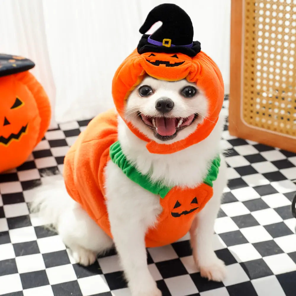 Petrkl™ Pumpkin Pet Halloween Costume Petrkl