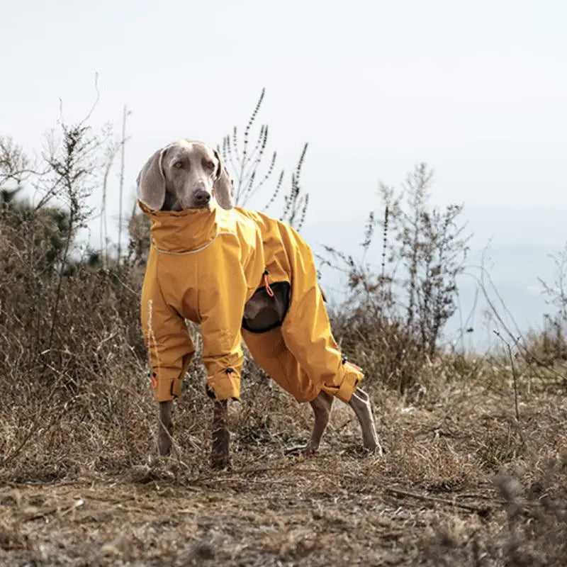 Petrkl™ Wind & Rain Large Dog Coat Petrkl