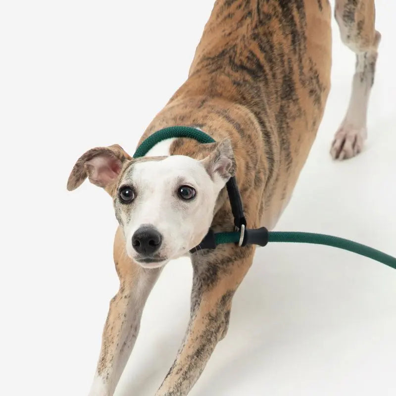 Petrkl CommandLead Dog P-style Leash.
