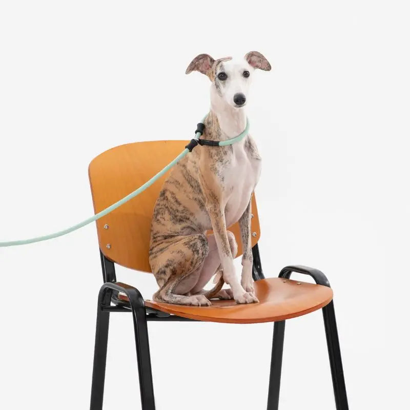 Petrkl CommandLead Dog P-style Leash.