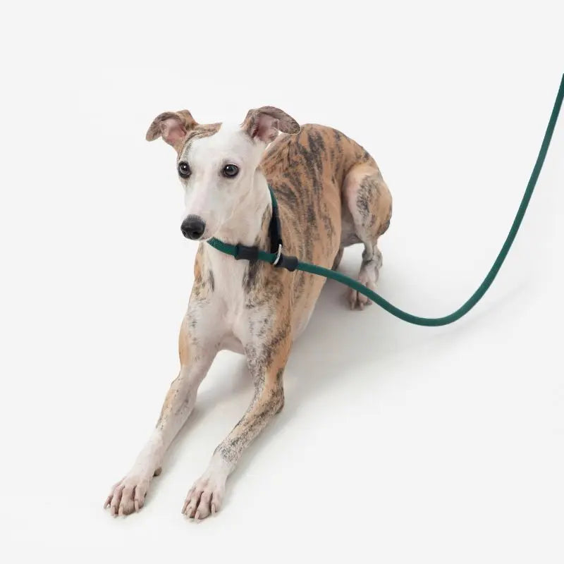 Petrkl CommandLead Dog P-style Leash.