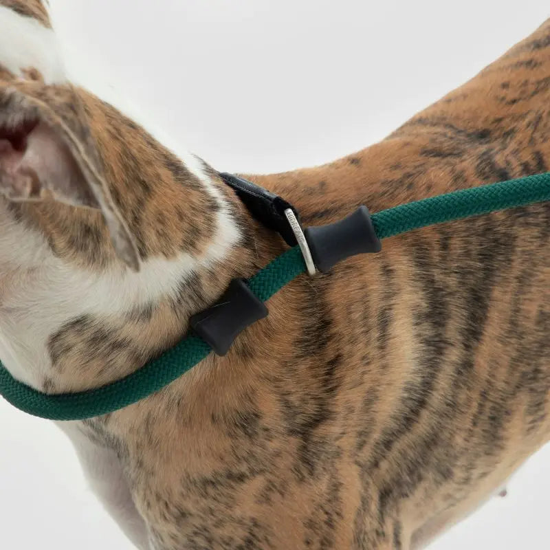 Petrkl CommandLead Dog P-style Leash.