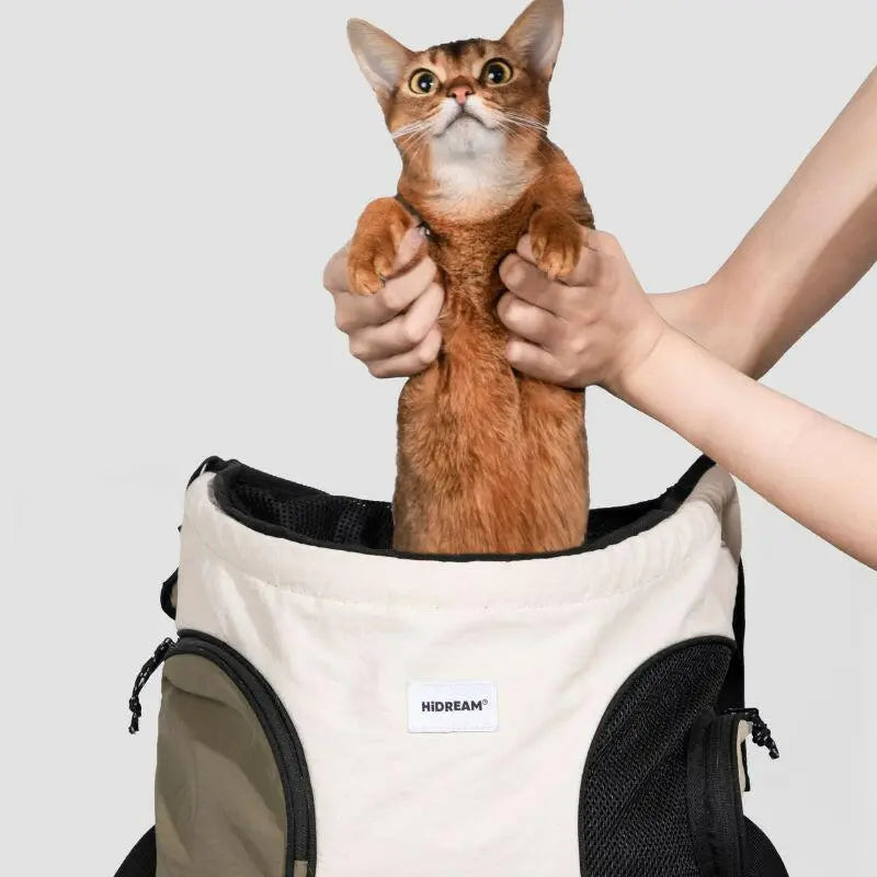 Cat peeking out from top opening of travel backpack pet carrier