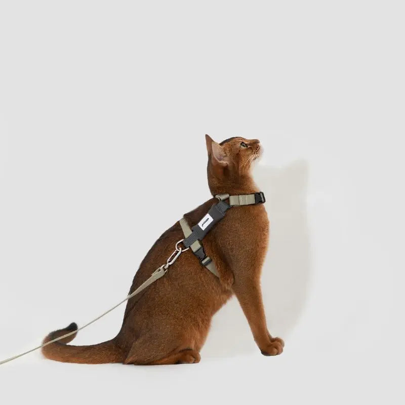 Eco-Friendly Cat Harness & Leash Set gray cat 2