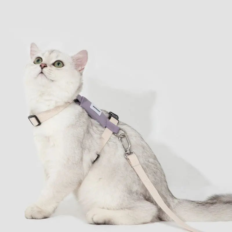 Eco-Friendly Cat Harness & Leash Set purple cat