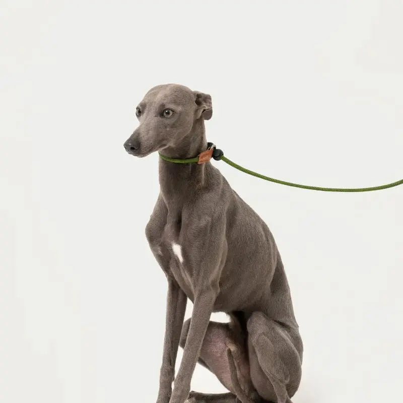 Petrkl™ CommandLoop– Premium Slip Lead Dog Leash with Leather Handle petrkl 13