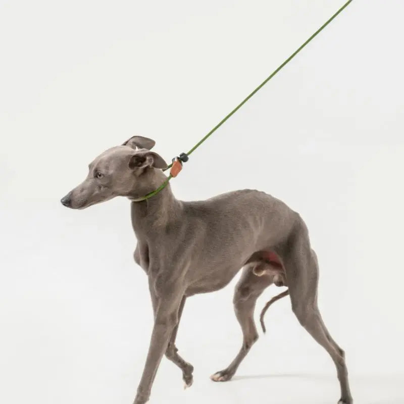 Petrkl™ CommandLoop– Premium Slip Lead Dog Leash with Leather Handle petrkl 14