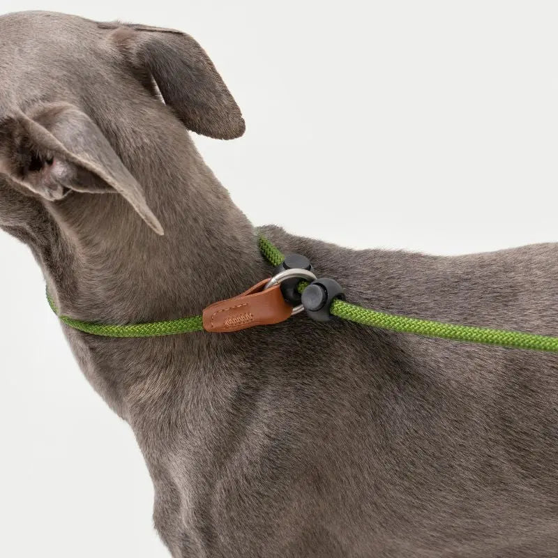 Petrkl™ CommandLoop– Premium Slip Lead Dog Leash with Leather Handle petrkl 2