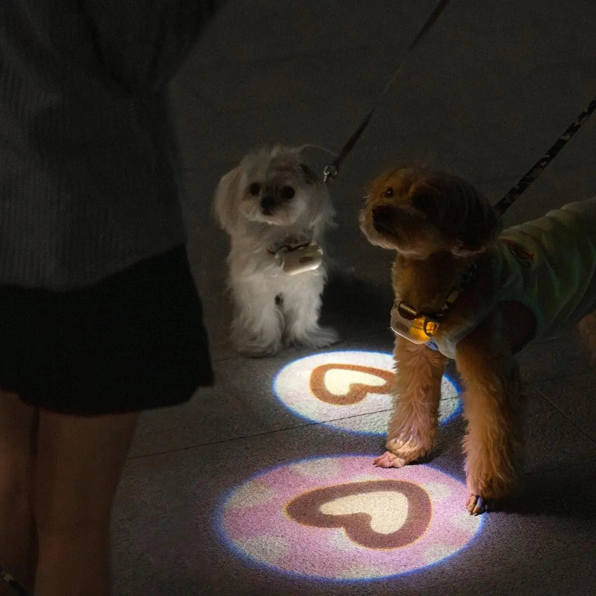 USB Rechargeable LED Dog Collar Light for Night Walks  Petrkl  Collars.