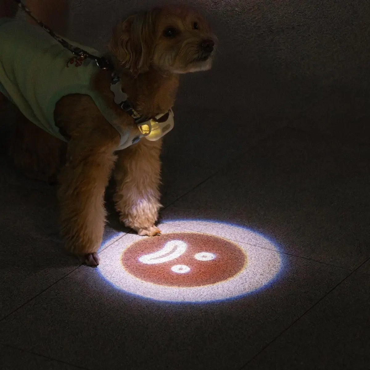 USB Rechargeable LED Dog Collar Light for Night Walks  Petrkl  Collars.