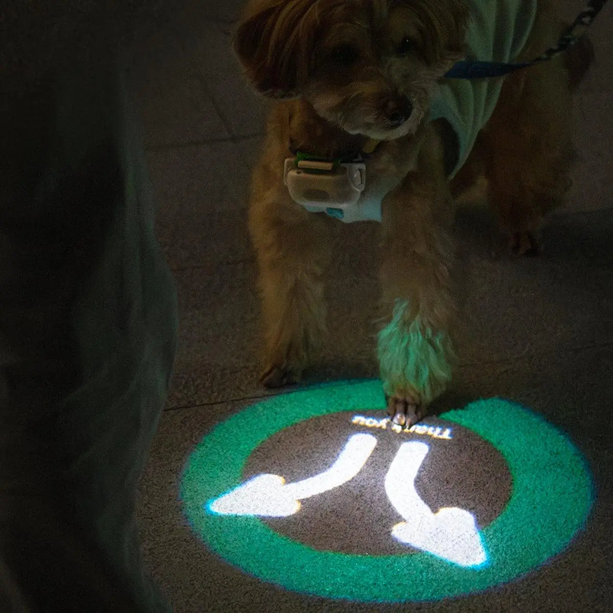 USB Rechargeable LED Dog Collar Light for Night Walks  Petrkl  Collars.