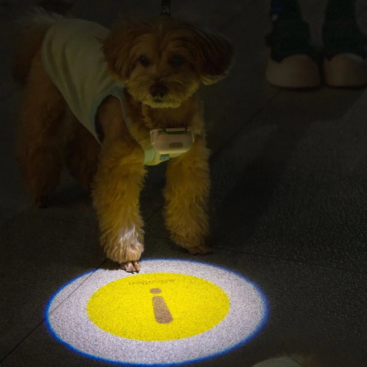 USB Rechargeable LED Dog Collar Light for Night Walks  Petrkl  Collars.