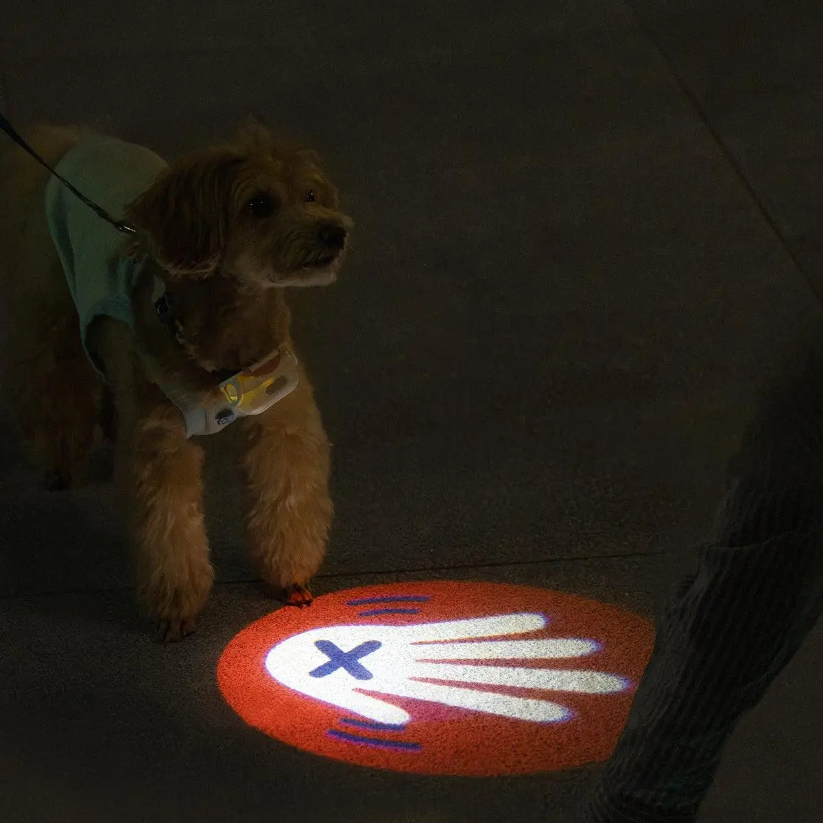 USB Rechargeable LED Dog Collar Light for Night Walks  Petrkl  Collars.