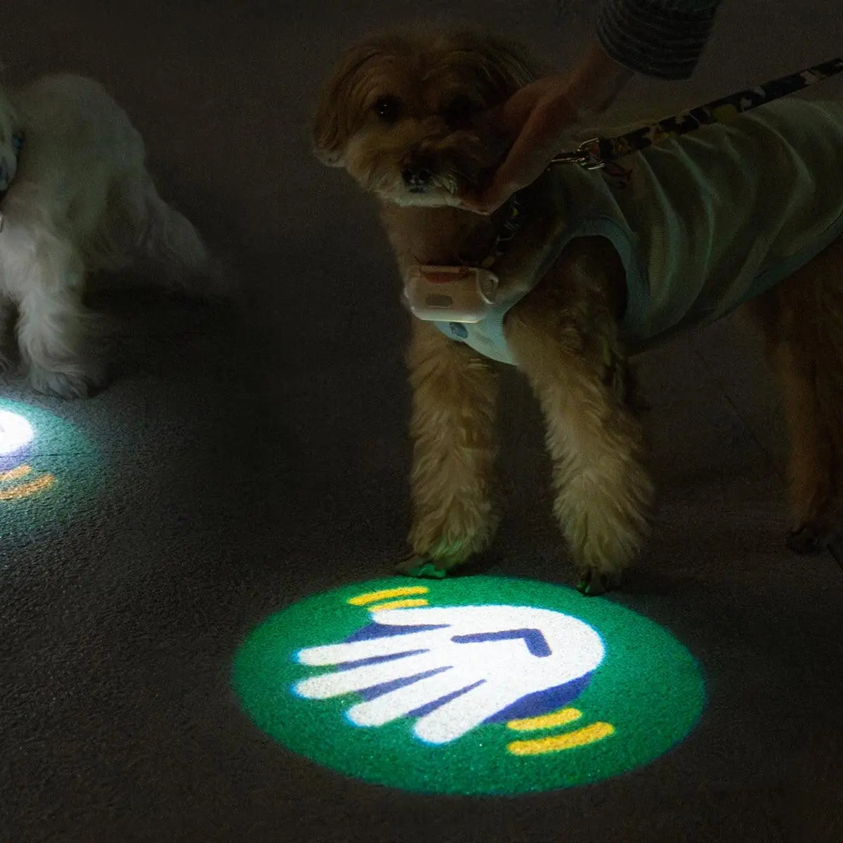 USB Rechargeable LED Dog Collar Light for Night Walks  Petrkl  Collars.