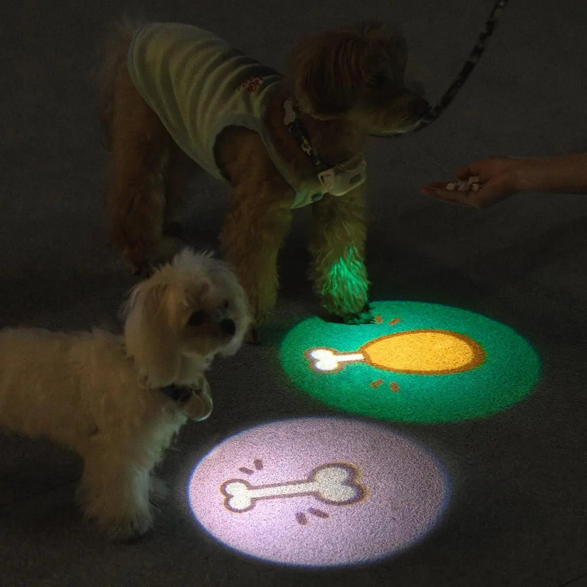 USB Rechargeable LED Dog Collar Light for Night Walks  Petrkl  Collars.