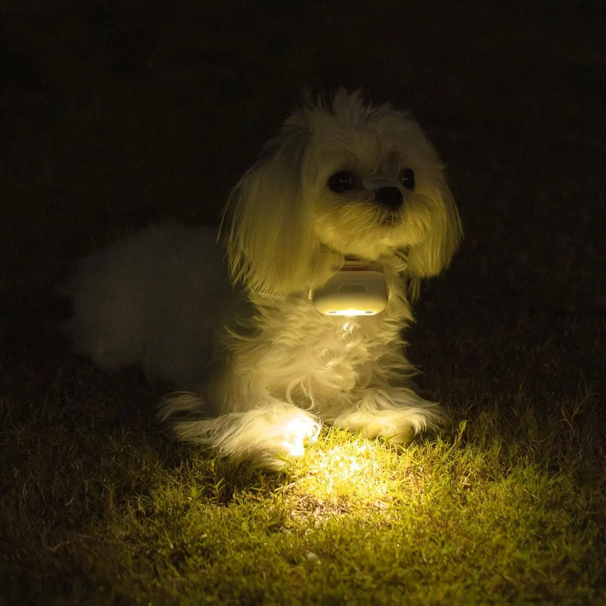 USB Rechargeable LED Dog Collar Light for Night Walks  Petrkl  Collars.