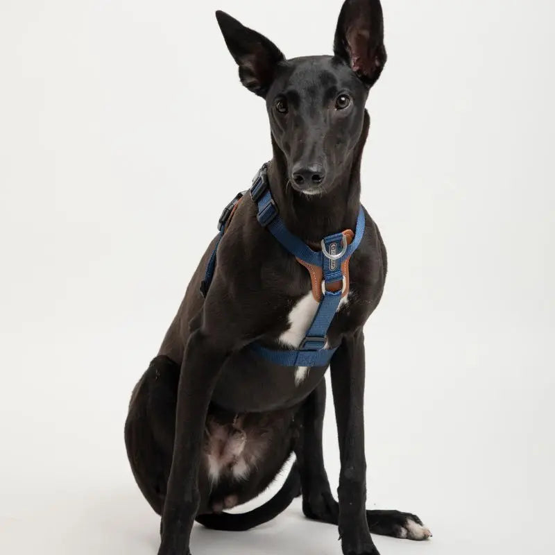 UrbanGlide Dog Harness – Hands-Free Control for Training & Walks petrkl 10