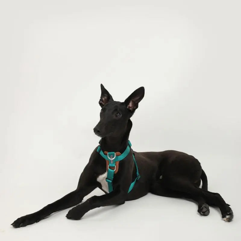 UrbanGlide Dog Harness – Hands-Free Control for Training & Walks petrkl 14