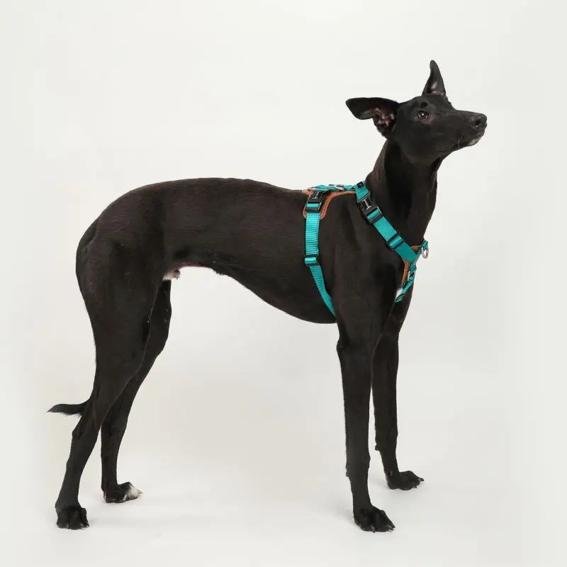 UrbanGlide Dog Harness – Hands-Free Control for Training & Walks petrkl 15