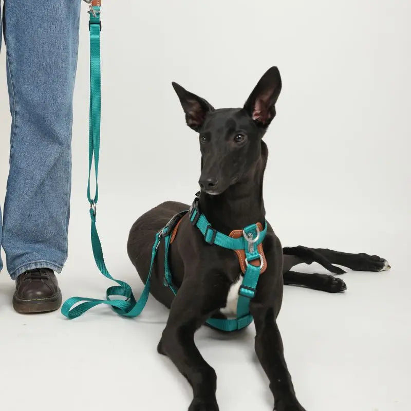 UrbanGlide Dog Harness – Hands-Free Control for Training & Walks petrkl 16
