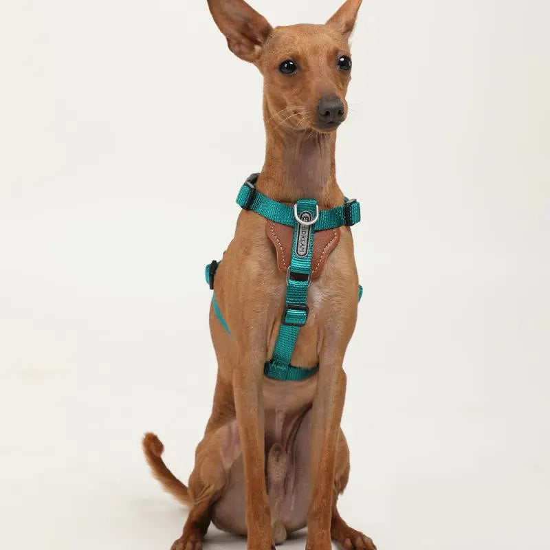 UrbanGlide Dog Harness – Hands-Free Control for Training & Walks petrkl 17