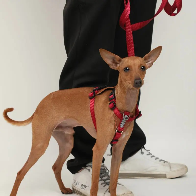 UrbanGlide Dog Harness – Hands-Free Control for Training & Walks petrkl 18