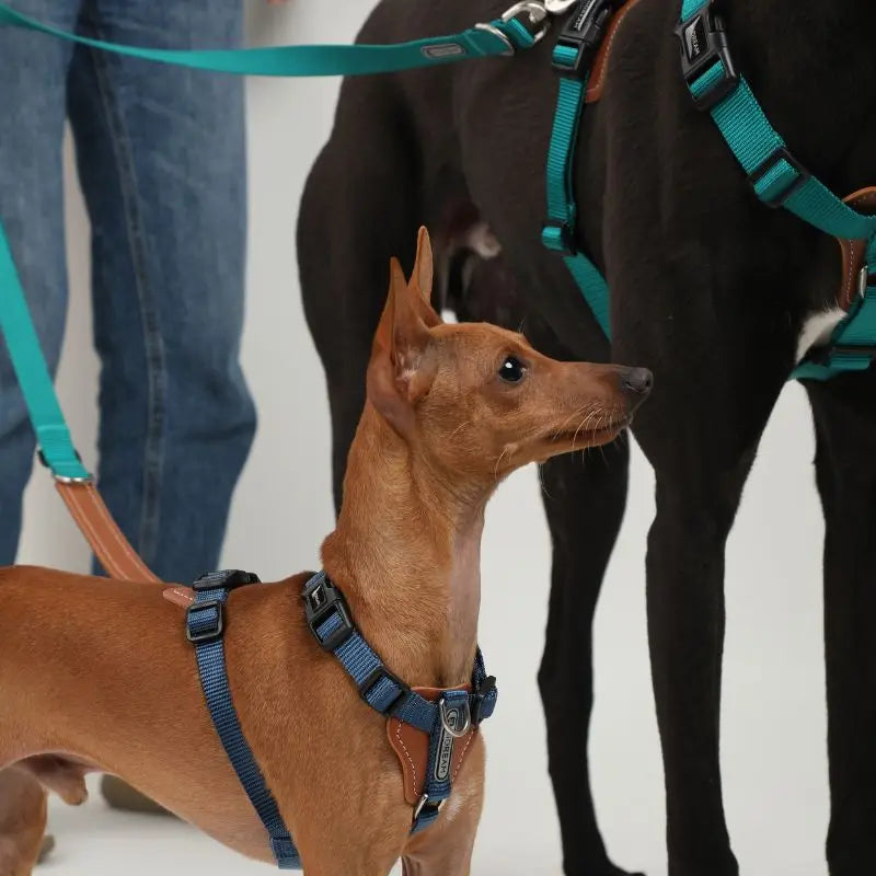 UrbanGlide Dog Harness – Hands-Free Control for Training & Walks petrkl 19
