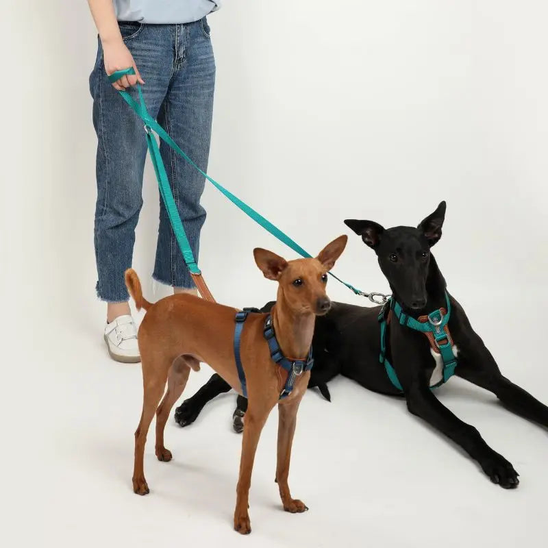 UrbanGlide Dog Harness – Hands-Free Control for Training & Walks petrkl 20