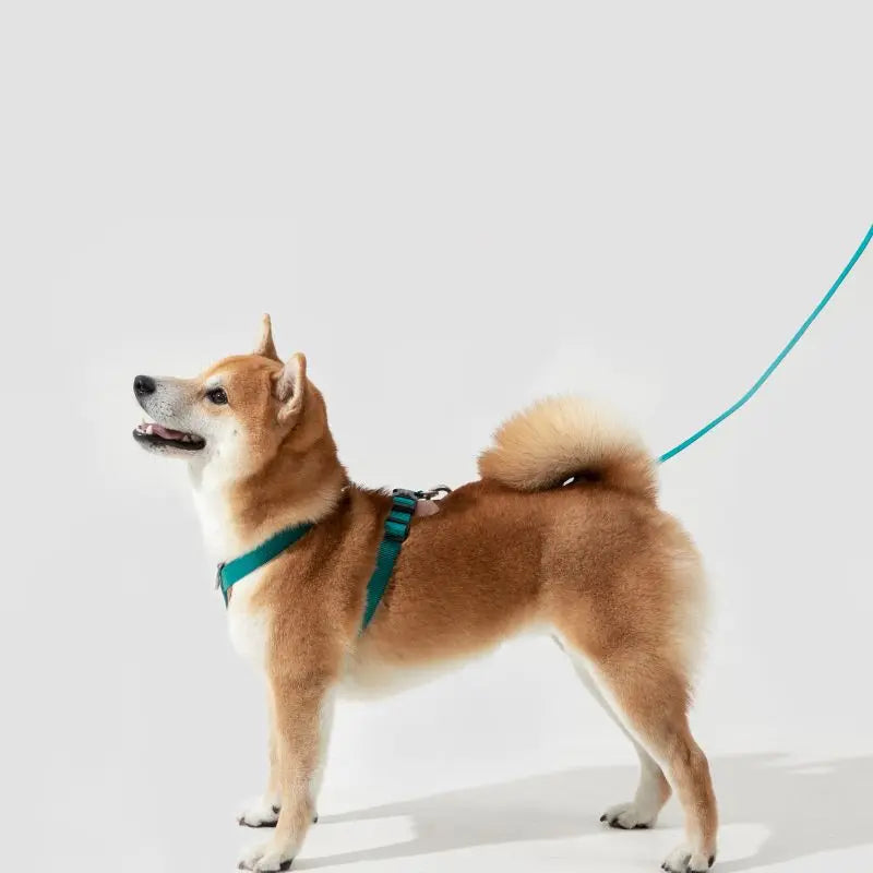 UrbanGlide Dog Harness – Hands-Free Control for Training & Walks petrkl 21