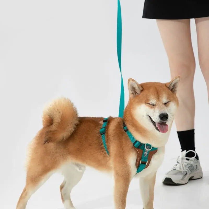 UrbanGlide Dog Harness – Hands-Free Control for Training & Walks petrkl 22