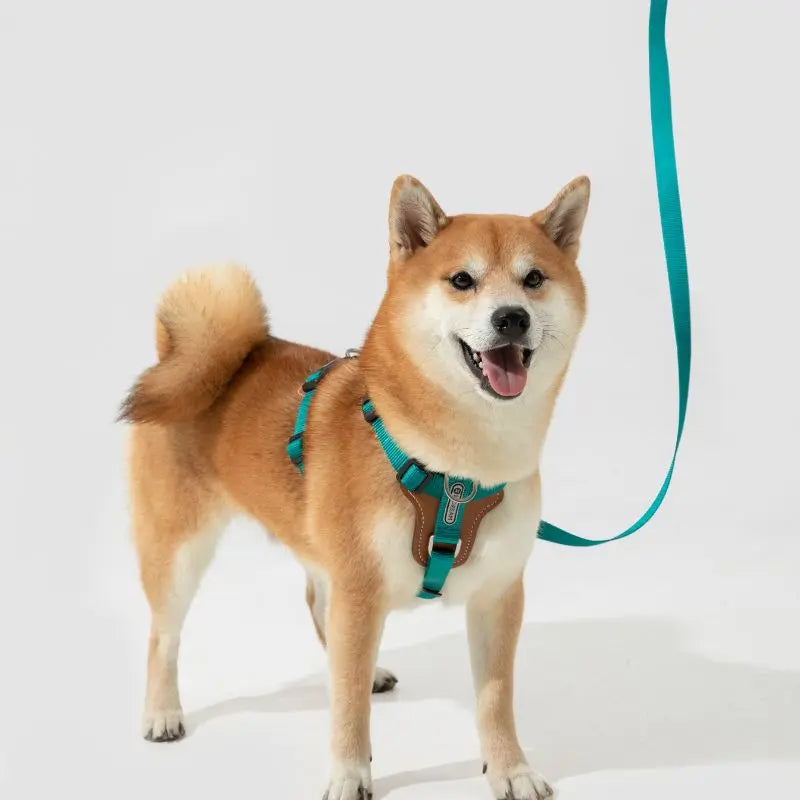 UrbanGlide Dog Harness – Hands-Free Control for Training & Walks petrkl 23