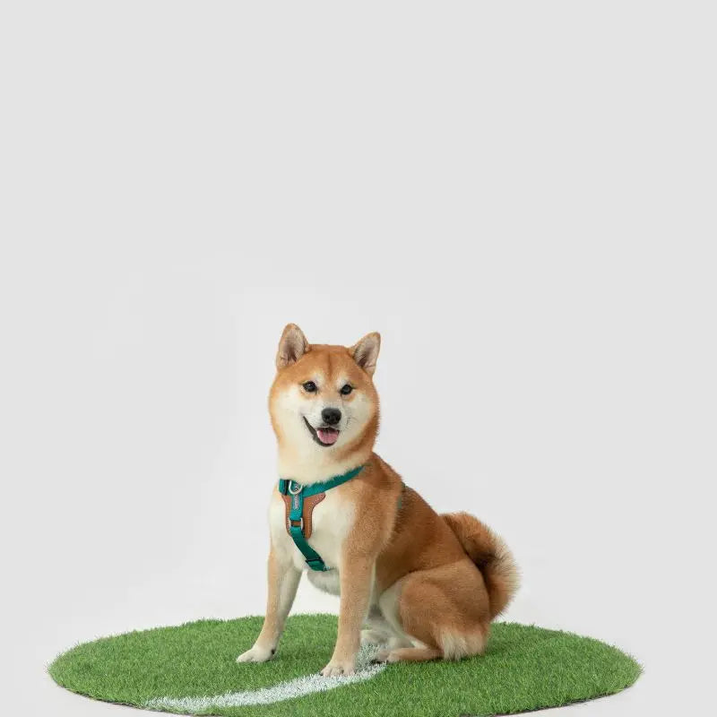 UrbanGlide Dog Harness – Hands-Free Control for Training & Walks petrkl 24