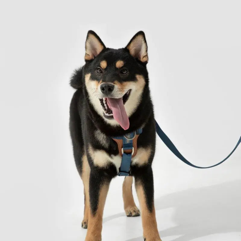 UrbanGlide Dog Harness – Hands-Free Control for Training & Walks petrkl 25