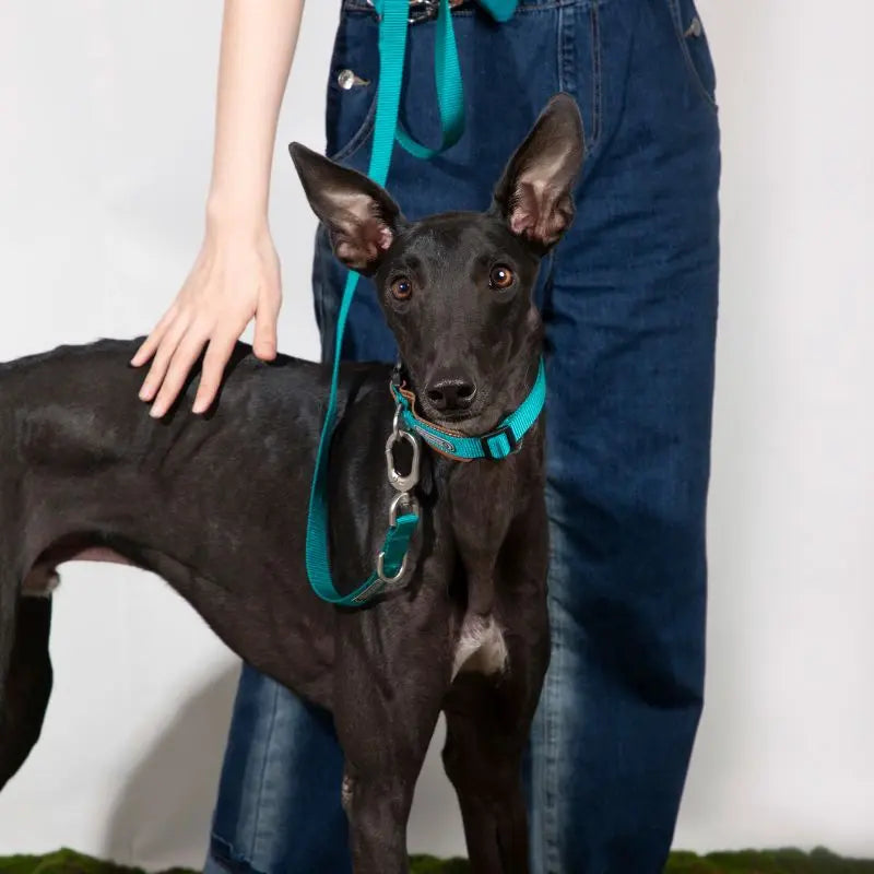 UrbanGlide Dog Harness – Hands-Free Control for Training & Walks petrkl 32