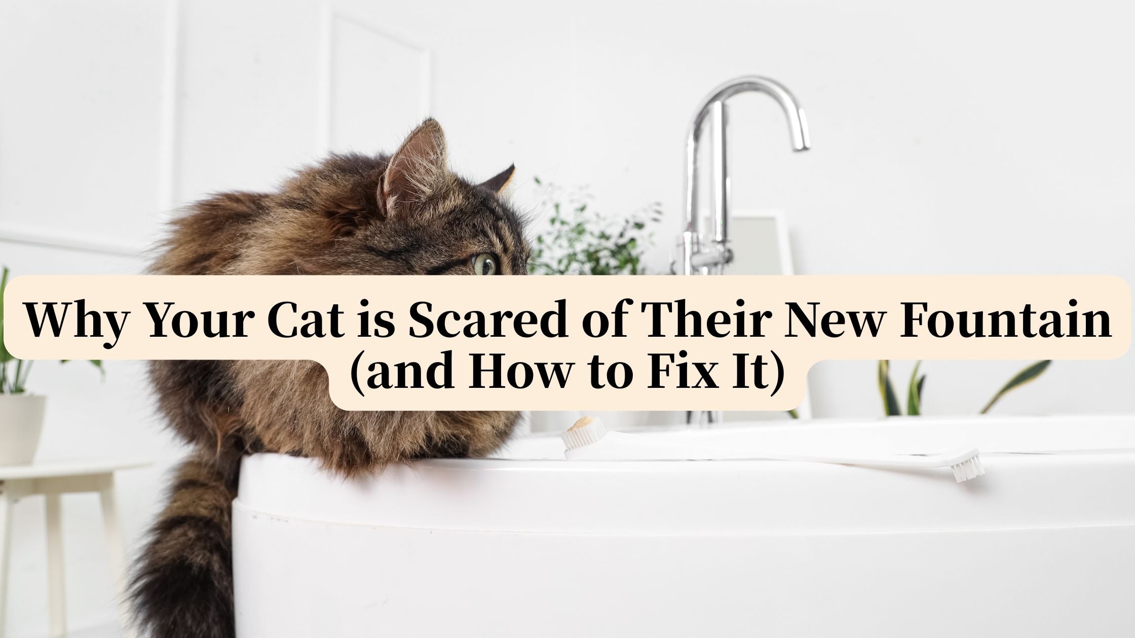 Why Your Cat is Scared of Their New Fountain (and How to Fix It) Petrkl