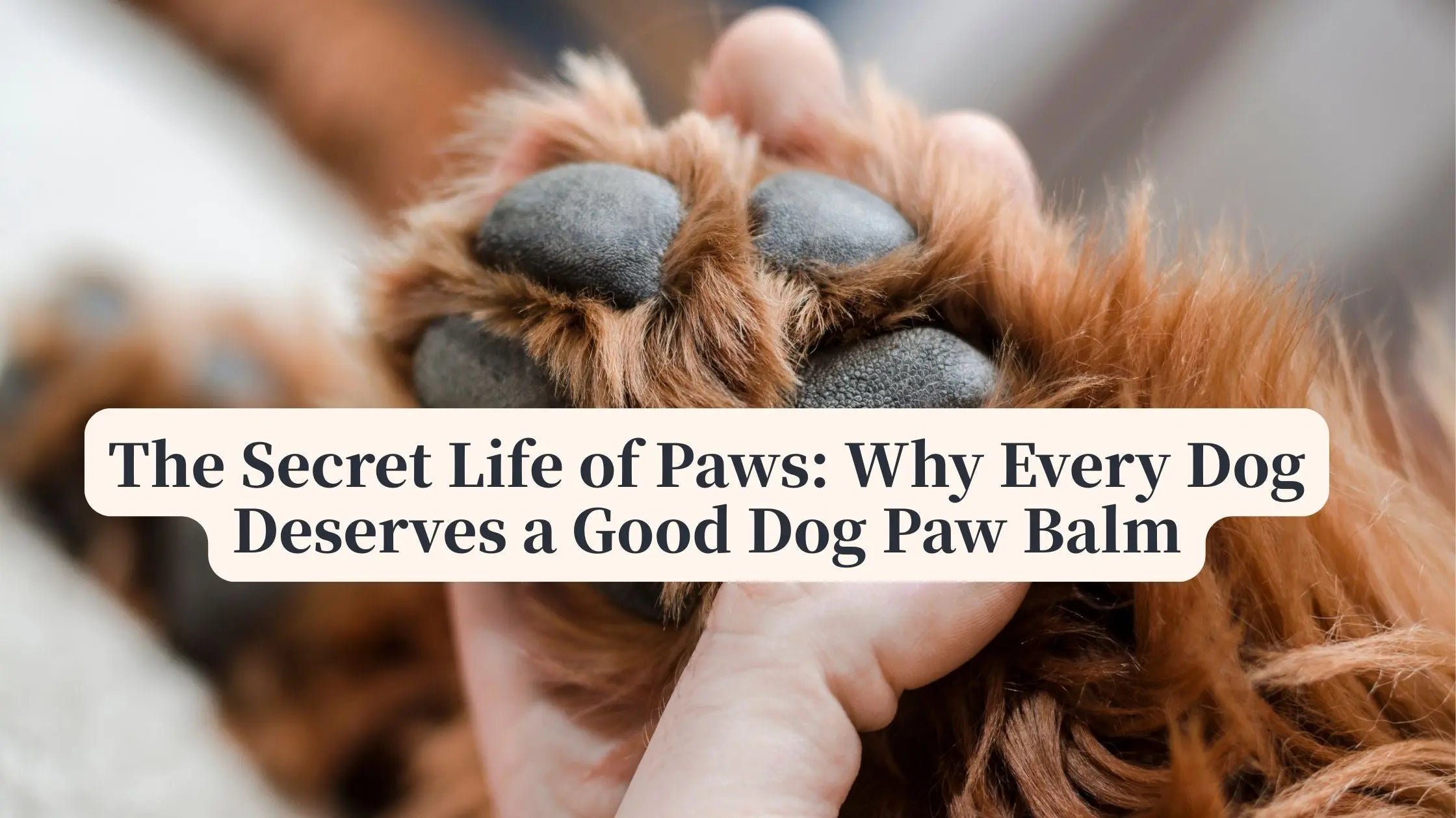 The-Secret-Life-of-Paws-Why-Every-Dog-Deserves-a-Good-Dog-Paw-Balm Petrkl