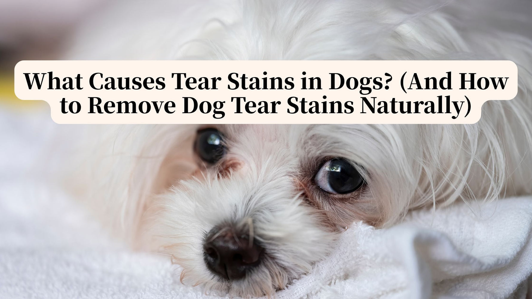 how do you remove tear stains from dogs
