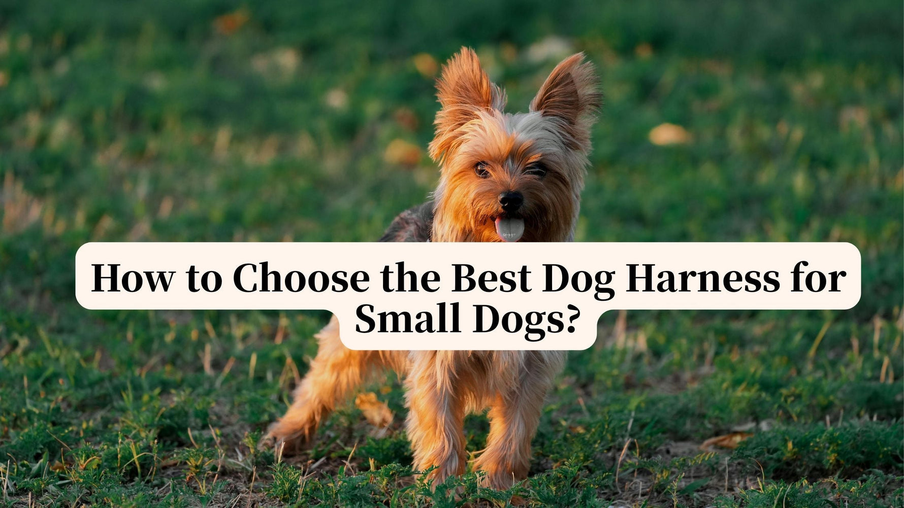 How-to-Choose-the-Best-Dog-Harness-for-Small-Dogs Petrkl