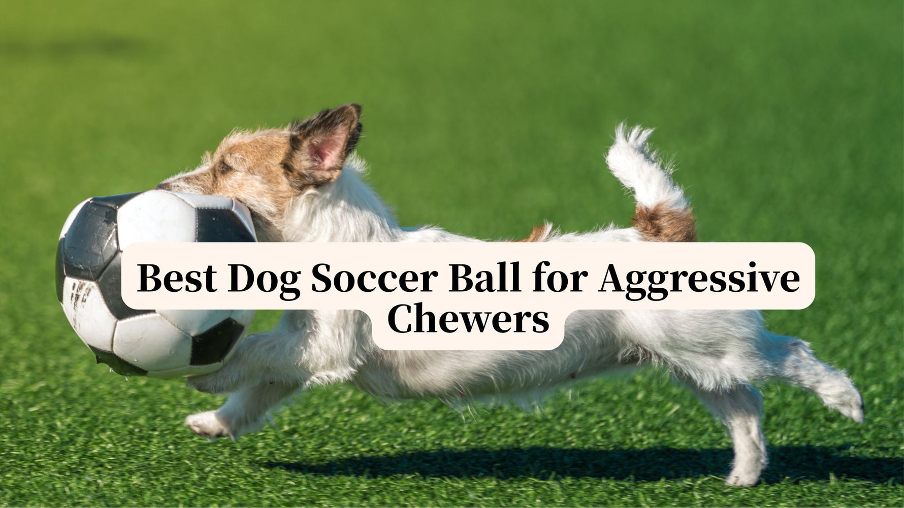 Best-Dog-Soccer-Ball-for-Aggressive-Chewers-A-No-Nonsense-Buyer-s-Guide Petrkl