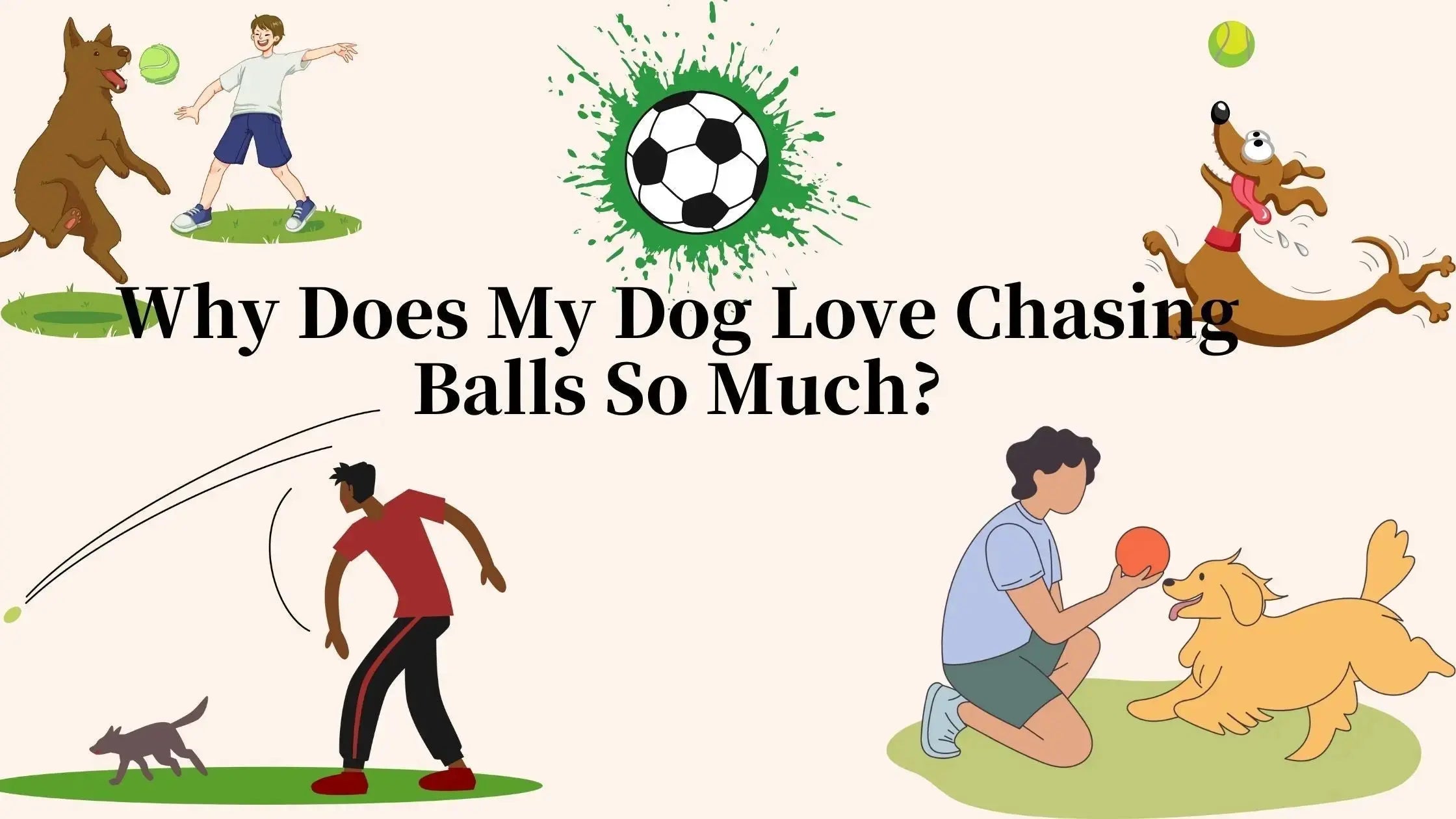 Why Does My Dog Love Chasing Balls So Much?