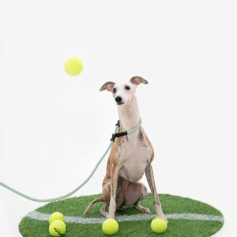 Dog-Harness-Leash Petrkl