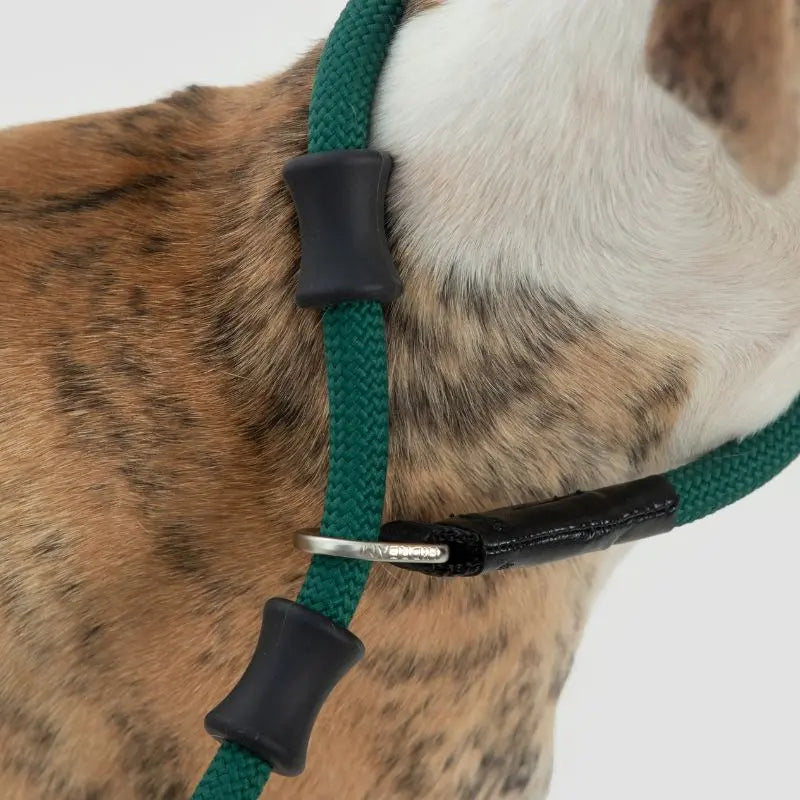 Petrkl™ CommandLead – Slip Dog Leash for Training & Outdoor Control  Petrkl  .