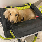 Dog Pet Carrier Bag – Airline Approved & Foldable Petrkl