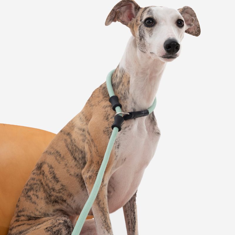 Petrkl™ CommandLead – Slip Dog Leash for Training & Outdoor Control PETRKL