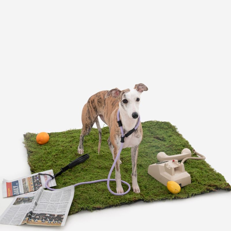 Petrkl™ CommandLead – Slip Dog Leash for Training & Outdoor Control PETRKL